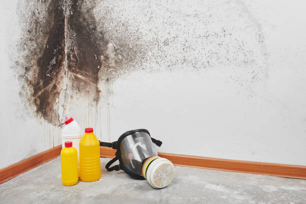 Best Post-Flood Mold Remediation in West Haven Sylvan, OR
